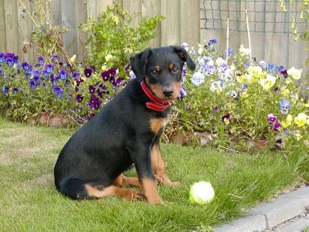 Neuseeländischer Huntaway, Neuseeländischer Schäferhund Foto 1949